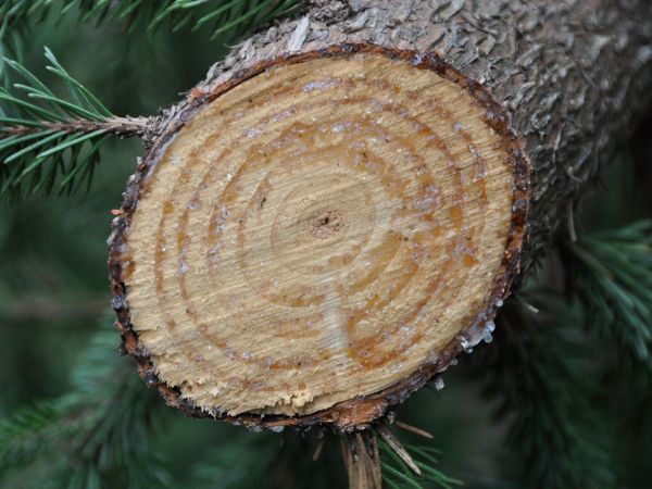 Jakie gatunki drewna są najbardziej podatne na uszkodzenia? Klucz do trwałości i impregnacji